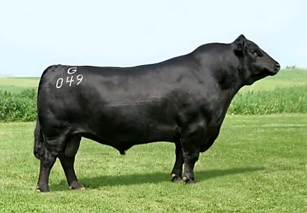 Reproductor Aberdeen Angus seleccionado por Criadero El Abuelo