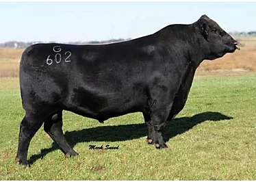 Reproductor Aberdeen Angus seleccionado por Criadero El Abuelo